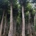 野生移植沉香树，品质优良，需要的老板联系