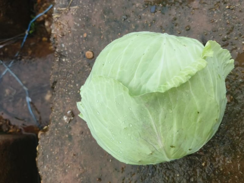 江西吉安吉州区扁包菜上市了，产地直销，货源充足，价格实惠