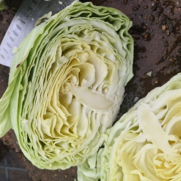 江西吉安吉州区扁包菜上市了，产地直销，货源充足，价格实惠