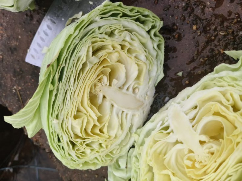 江西吉安吉州区扁包菜上市了，产地直销，货源充足，价格实惠