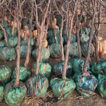 【基地直供】枣树苗金丝小枣苗冬枣苗现刨现发货成活率高