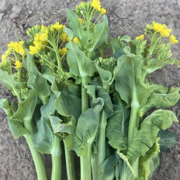 贵州高山白菜苔