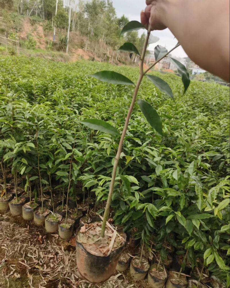广东茂名优质沉香苗，需要的老板找我联系，量大优先