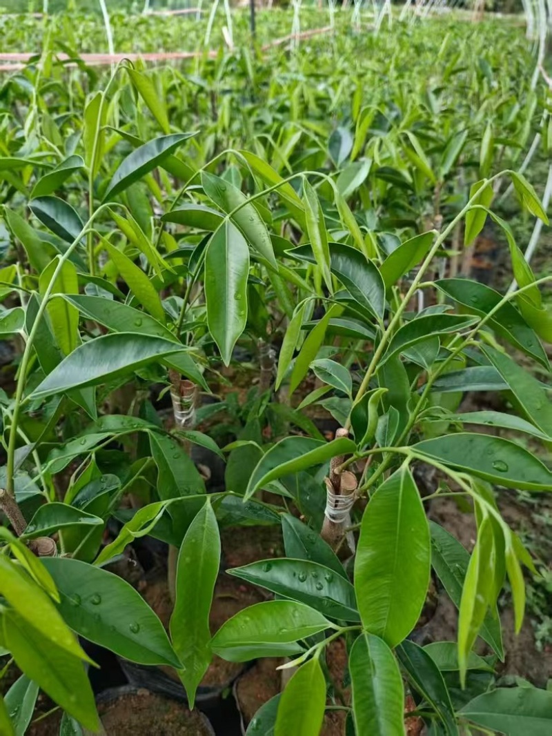 广东茂名优质沉香苗，需要的老板找我联系，量大优先