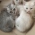 宠物招财猫5个