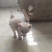 宠物招财猫5个