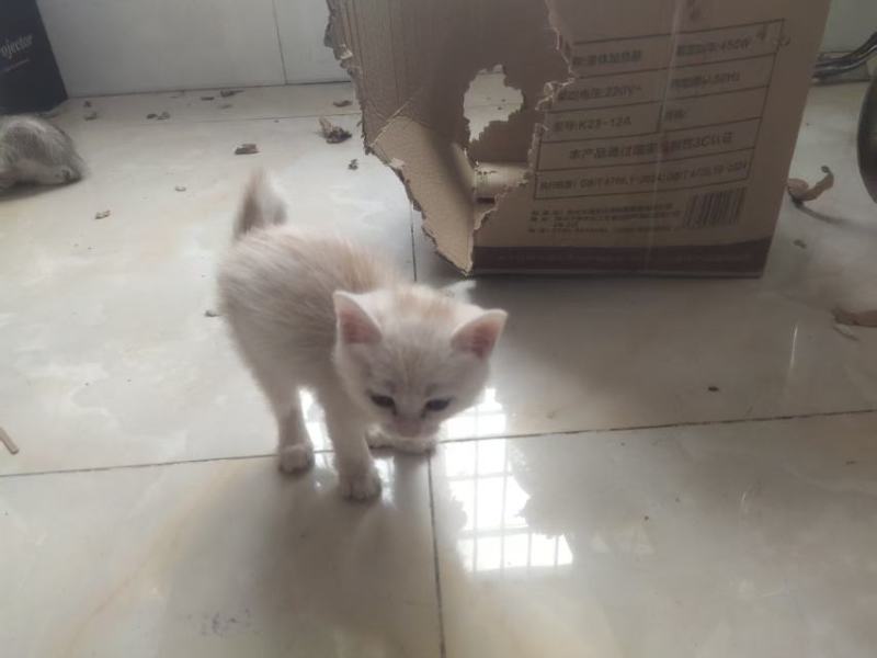 宠物招财猫5个