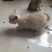 宠物招财猫5个