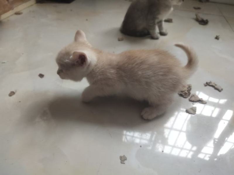 宠物招财猫5个