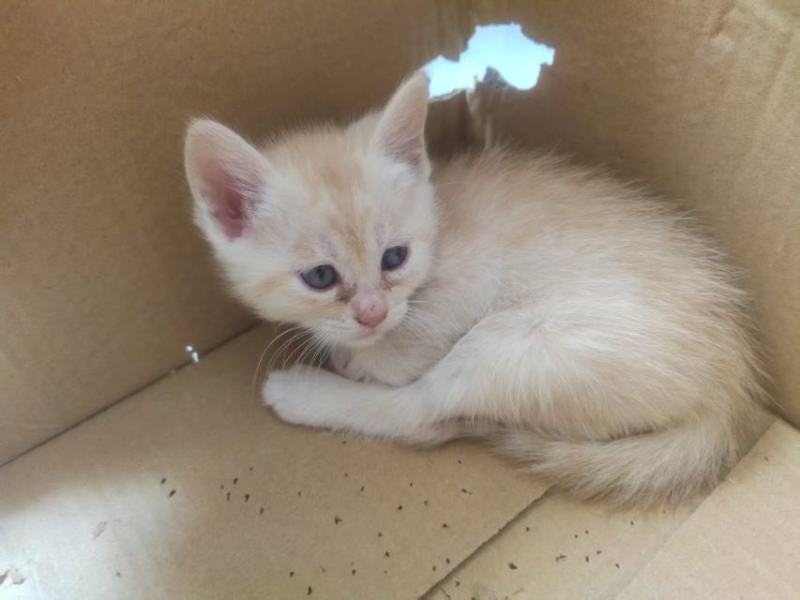宠物招财猫5个