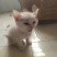 宠物招财猫5个