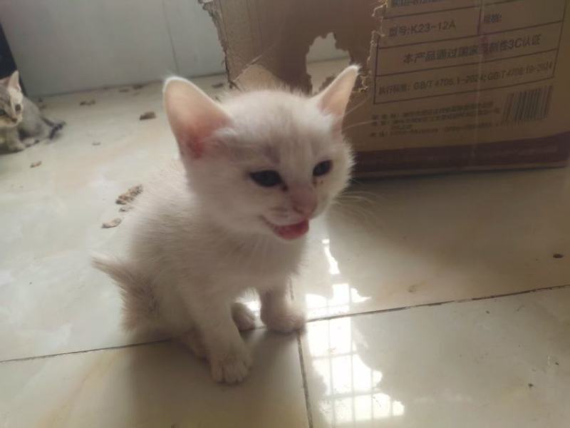 宠物招财猫5个