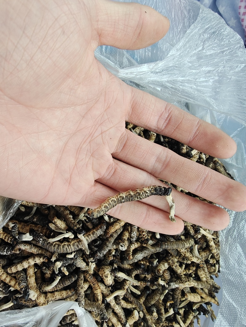 贵州虫草
