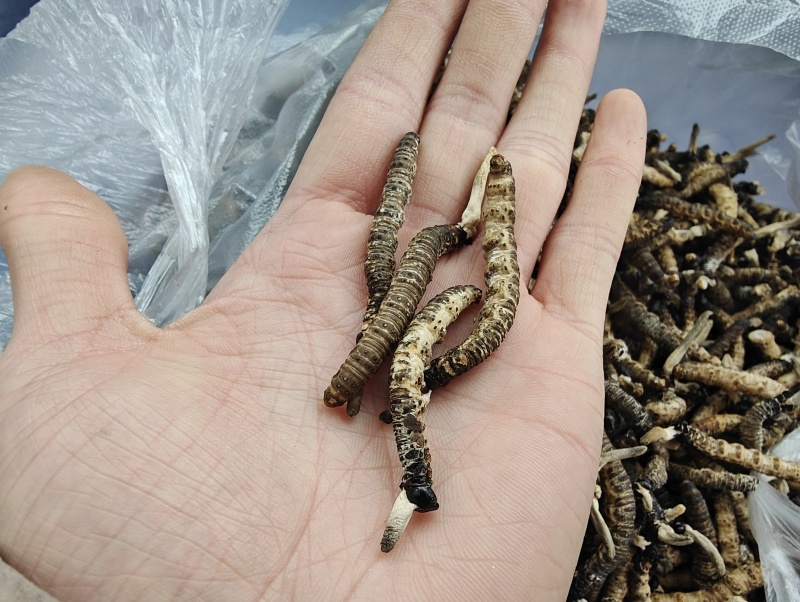 贵州虫草