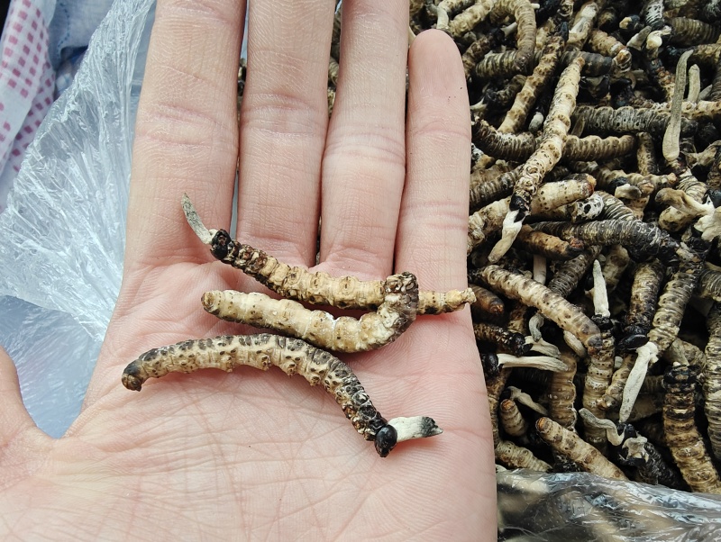 贵州虫草