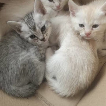 宠物招财猫5个