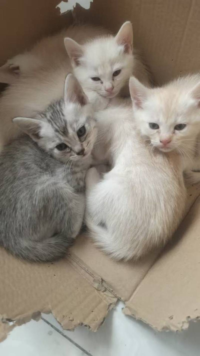 宠物招财猫5个