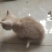 宠物招财猫5个