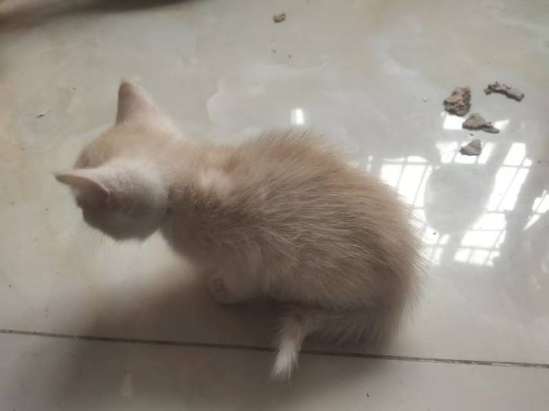 宠物招财猫5个