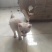 宠物招财猫5个