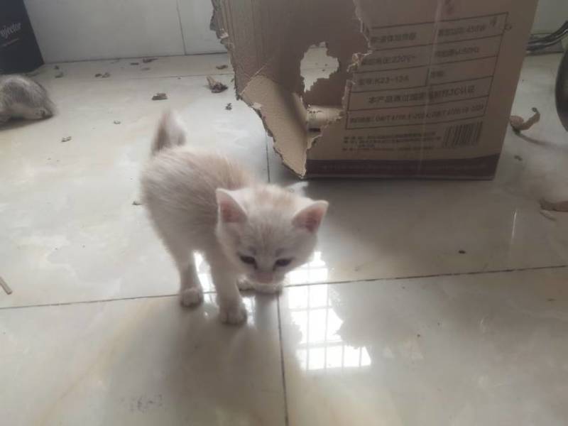 宠物招财猫5个