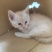 宠物招财猫5个