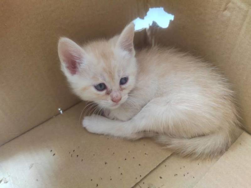 宠物招财猫5个