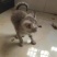 宠物招财猫5个