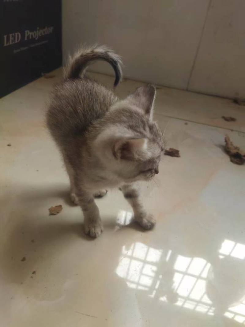 宠物招财猫5个