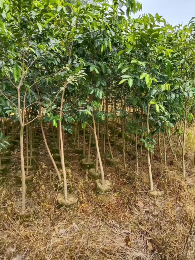广东茂名优质沉香苗，需要的老板找我联系，量大优先