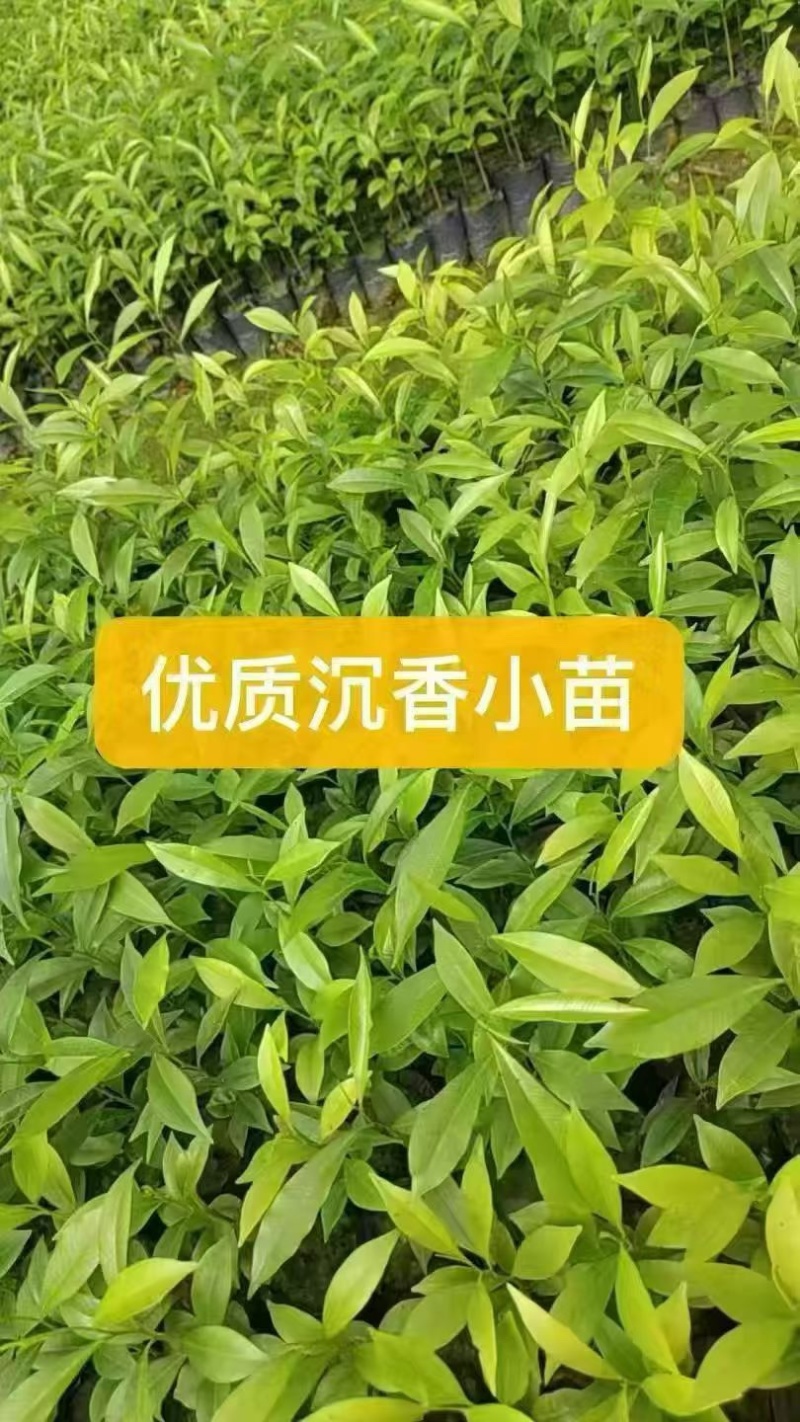 广东茂名优质沉香苗，需要的老板找我联系，量大优先