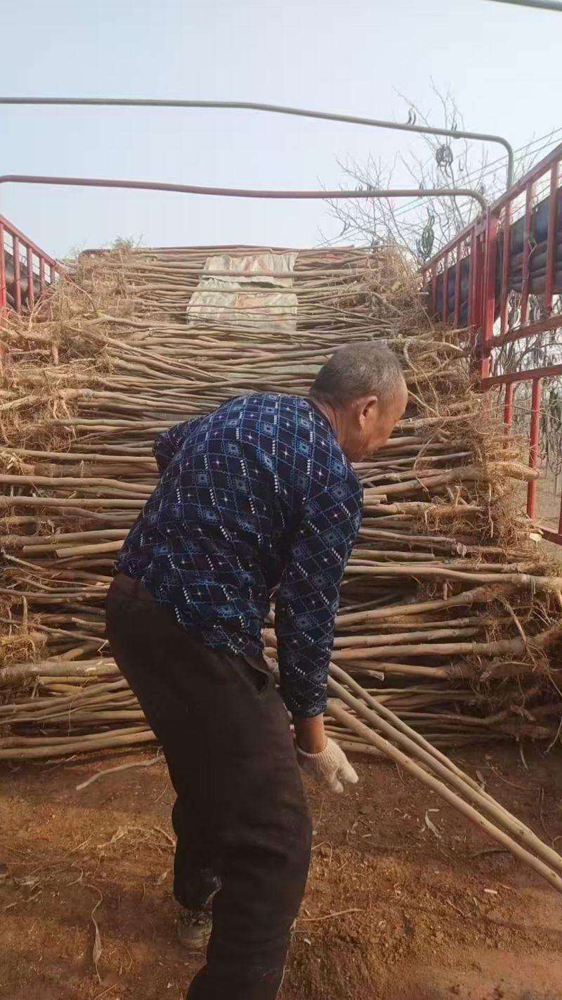 皂角树苗，量大价优，产地直发，欢迎各位老板随时联系我
