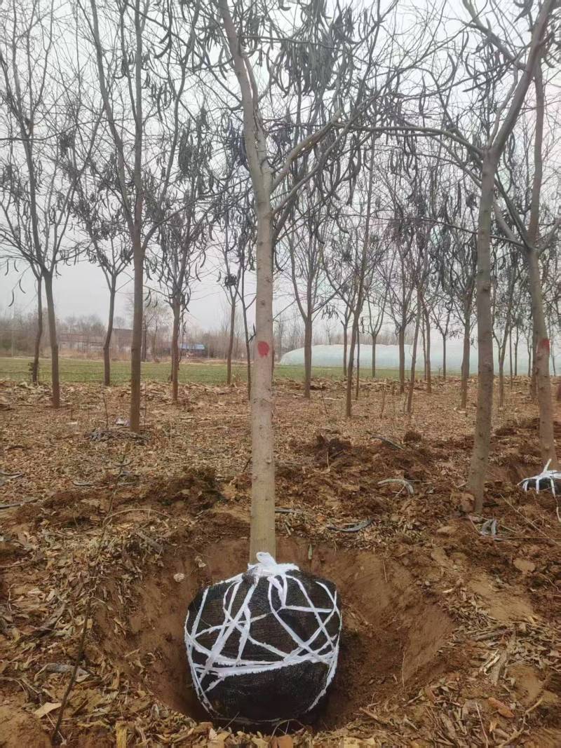 皂角树苗，量大价优，产地直发，欢迎各位老板随时联系我