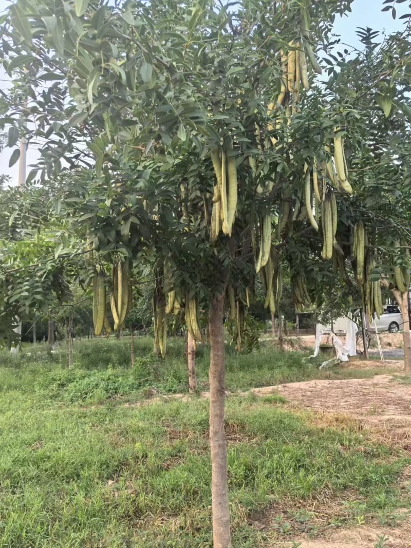 皂角树苗，量大价优，产地直发，欢迎各位老板随时联系我