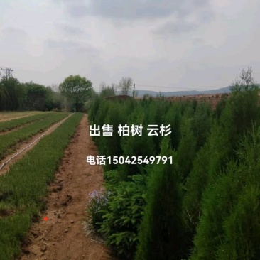 苗木
