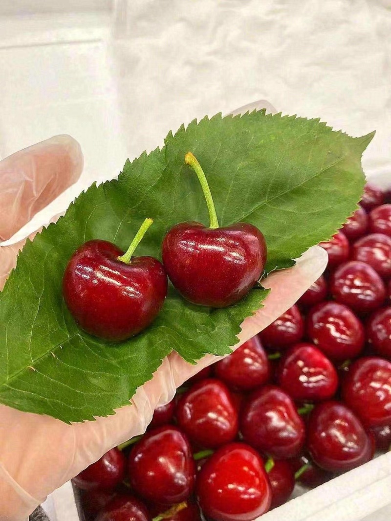 内蒙宁城大樱桃