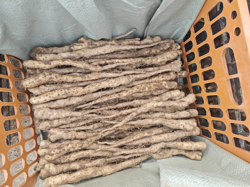 铁棍山药豆苗