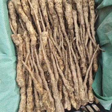 铁棍山药豆苗