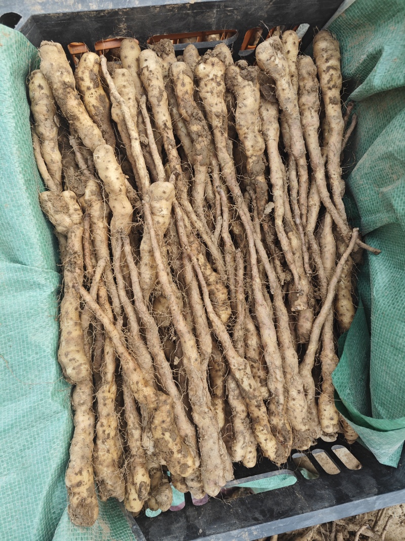 铁棍山药豆苗