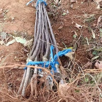 王林苹果树苗