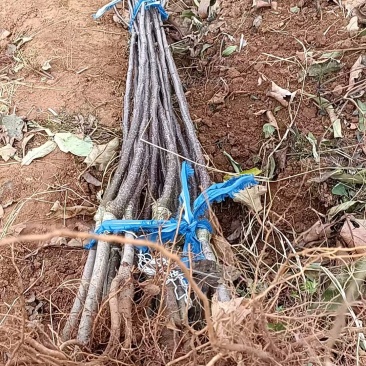 王林苹果树苗