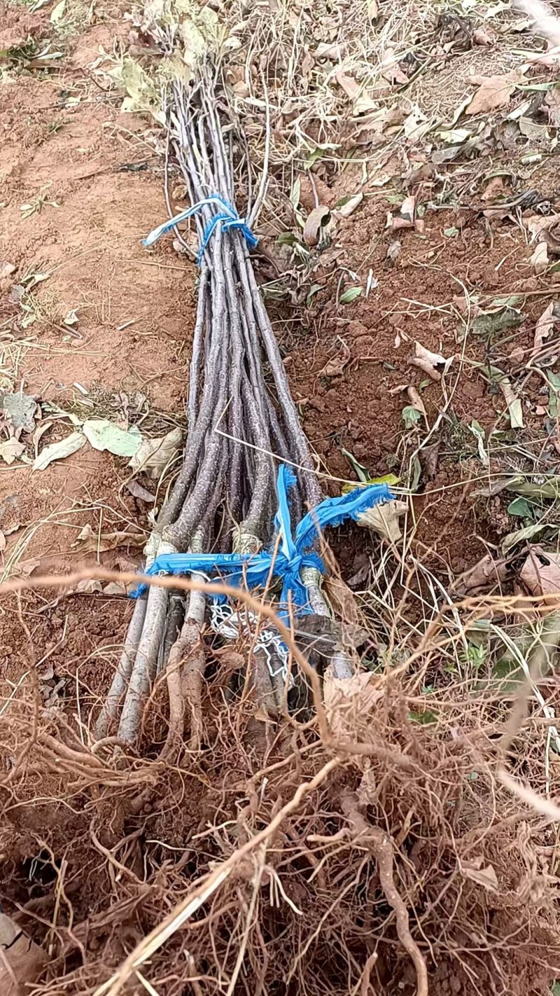 王林苹果树苗