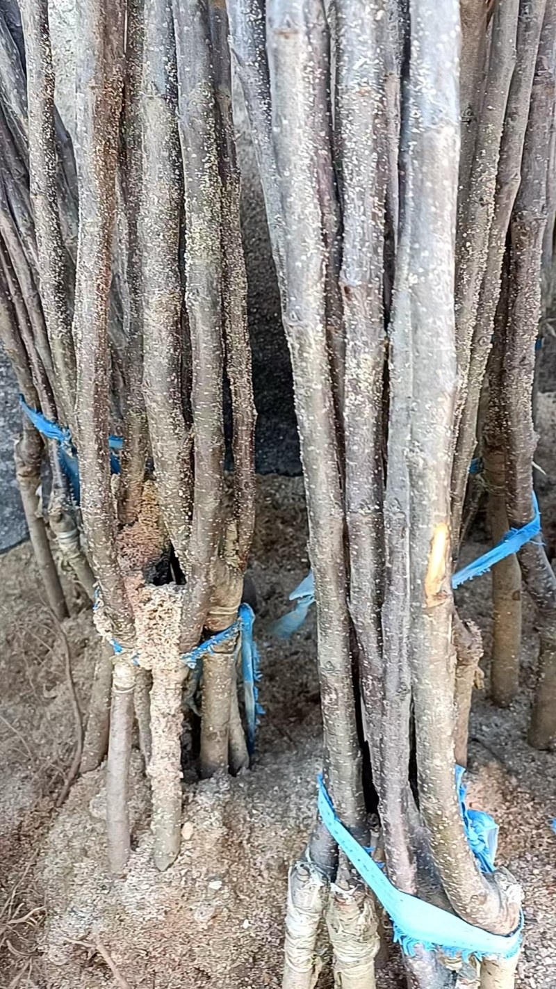王林苹果树苗