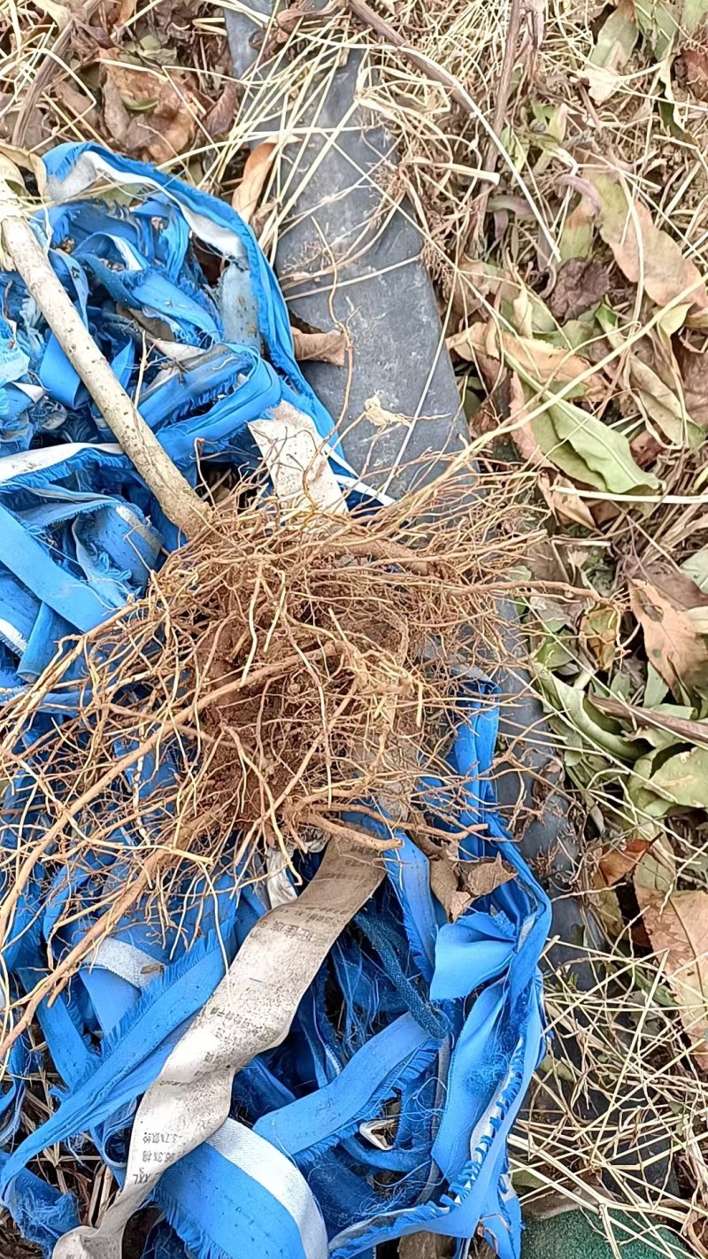 王林苹果树苗