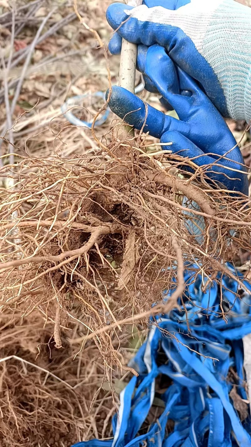王林苹果树苗