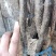 王林苹果树苗