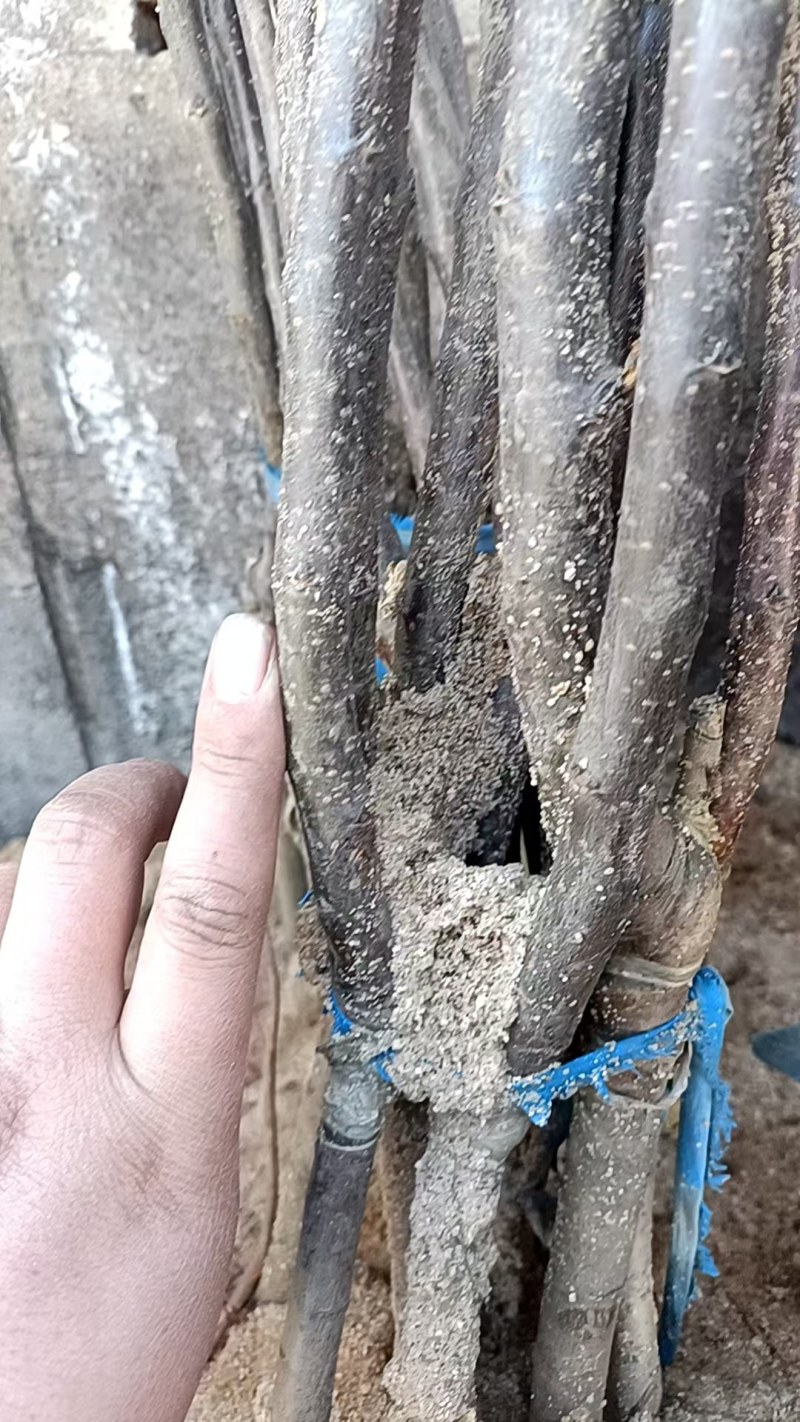 王林苹果树苗