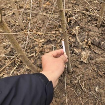 毛桃苗实生苗嫁接胚子一年生桃树苗量大从优