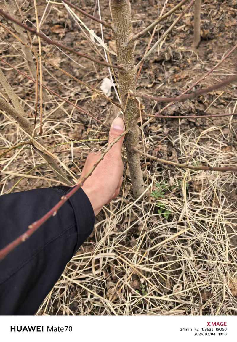 毛桃苗实生苗嫁接胚子一年生桃树苗量大从优