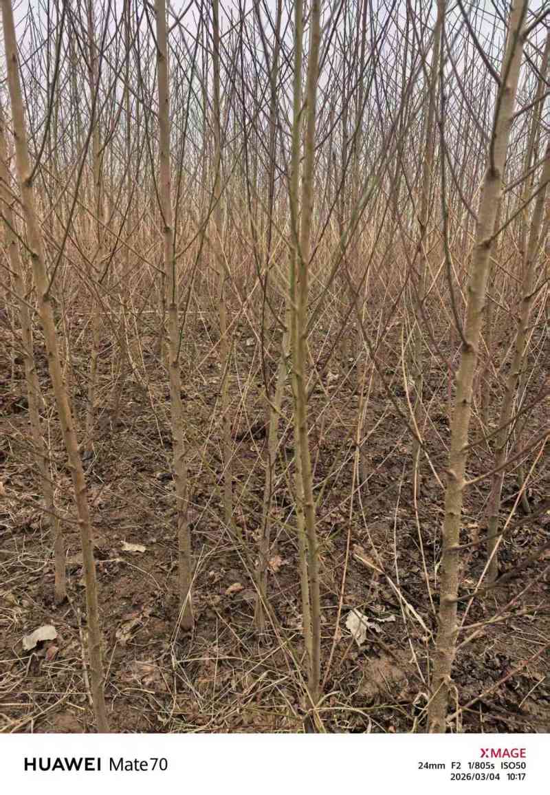 毛桃苗实生苗嫁接胚子一年生桃树苗量大从优